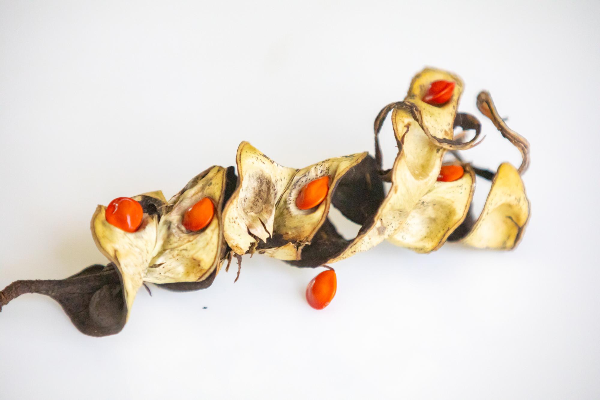 Close-up of charred vegetable skewer over flame